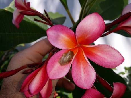 rainbow plumeria frangipani tree frog