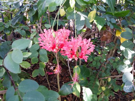 red lantern  Hibiscus schizopetalus florida tropical plant nursery buy online