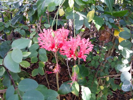 red lantern Hibiscus schizopetalus florida tropical plant nursery buy online