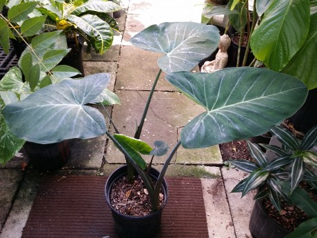 blue xanthosoma giant taro florida tropical plant nursery buy online