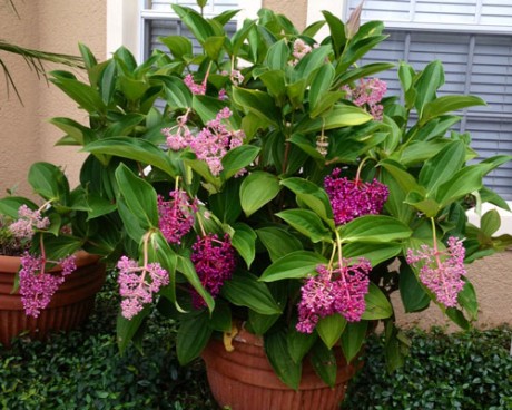 medinilla-tropical-plant