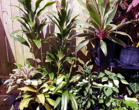 cordyline fruitcoa ti plants florida nursery tropicals