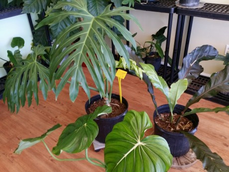 Philodendron radiatum, anthurium marie, mcdowellFlorida Tropical Plant nursery melbourne space coast brevard