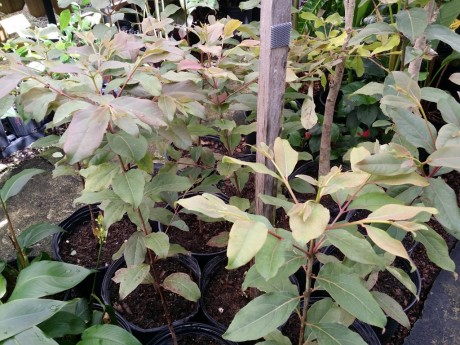 Rainbow Eucalyptus For Sale Florida Tropical Plant Nursery Eucalyptus deglupta mindanao gum