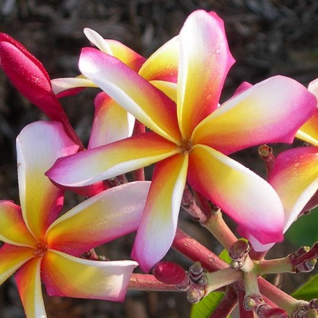 candy stripe plumeria