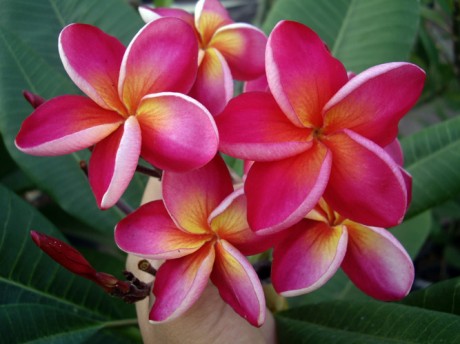 duke-plumeria