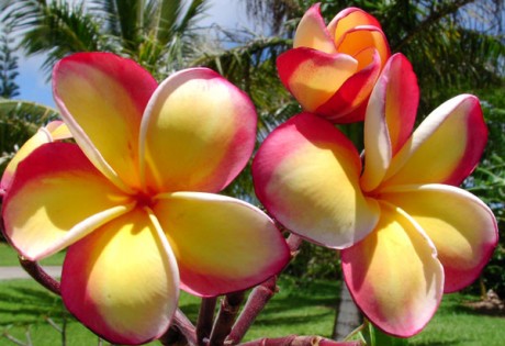 intense rainbow plumeria