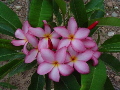 lavender-splash-plumeria