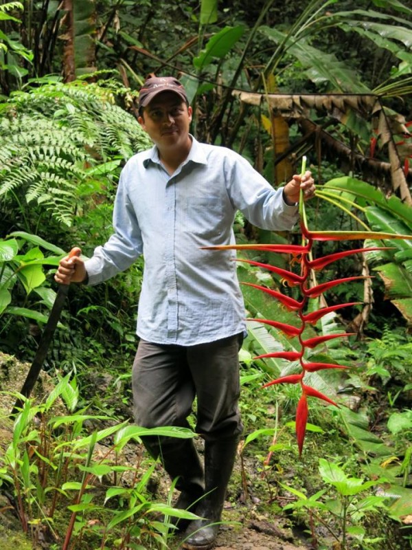 Heliconia dielsiana (in Ecuador)