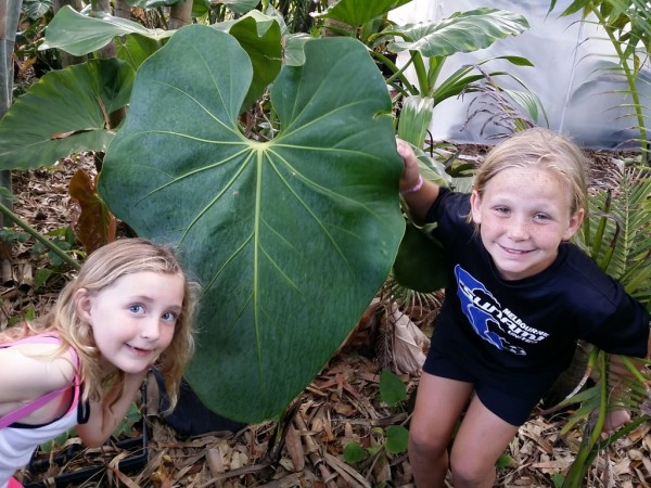 Neighborhood kids with Faustino's Giant Anthurium first big leaf of 2015 - second, even bigger one on the way (orange new leaf at center left)