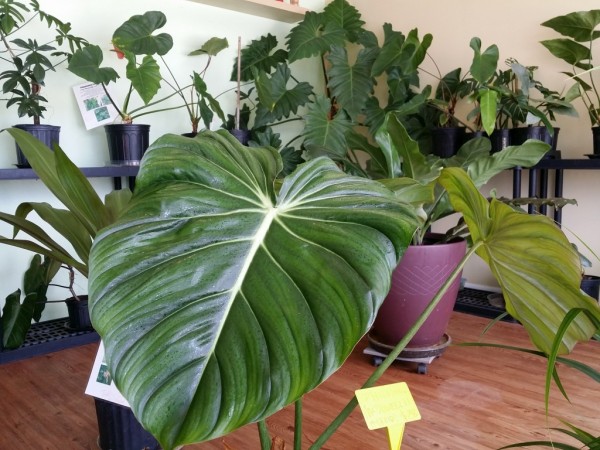 Philodendron 'McDowell'