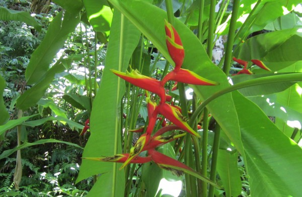 Heliconia x rauliniana