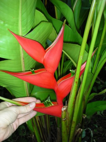 Heliconia stricta Iris Bannochie