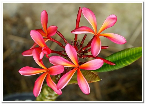 Plumeria 'Candy Stripe'