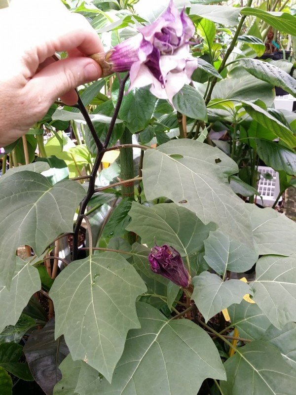 Devil's Trumpet Datura metel