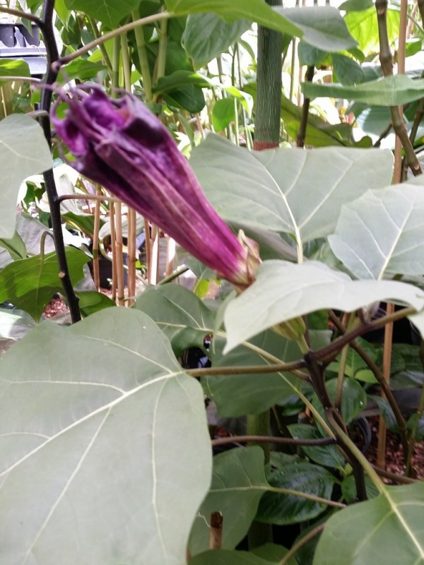 Devil's Trumpet Datura metel