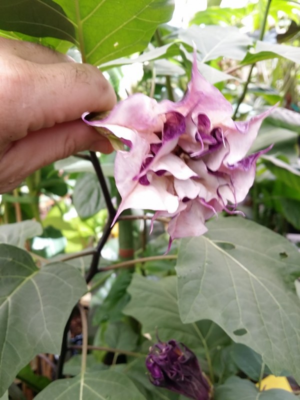 Devil's Trumpet Datura metel