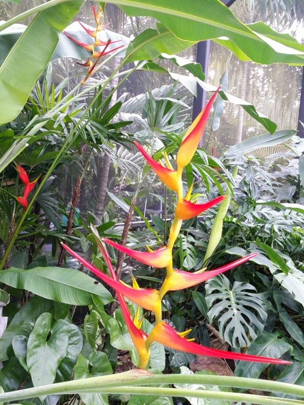 heliconia latispatha red yellow gyro