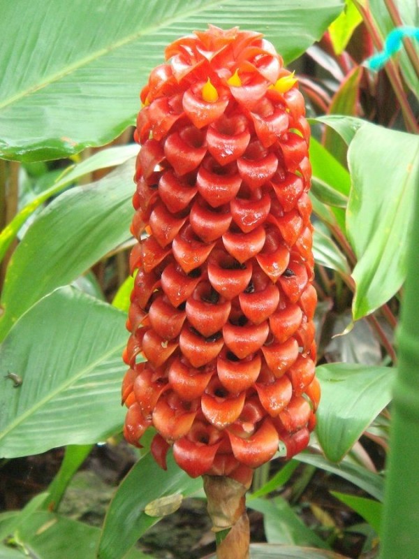 Indonesian Wax Ginger