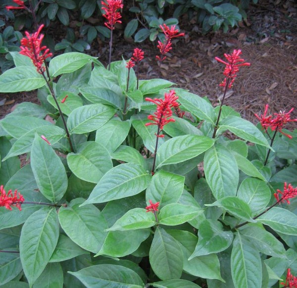 The Holiday Colors of Red Firespike