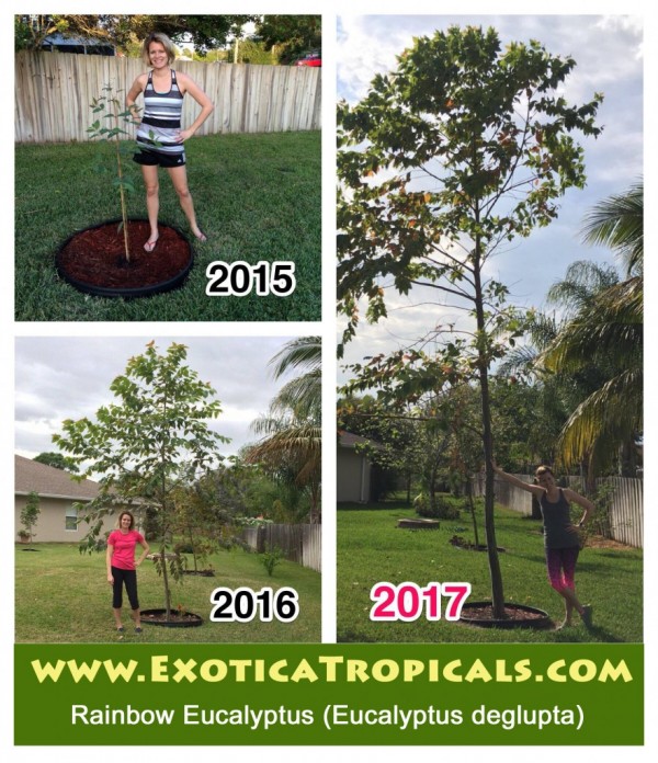 Growth rate of Rainbow Eucalyptus, Eucalyptus deglupta. When do Rainbow trees show their color? Buy Online