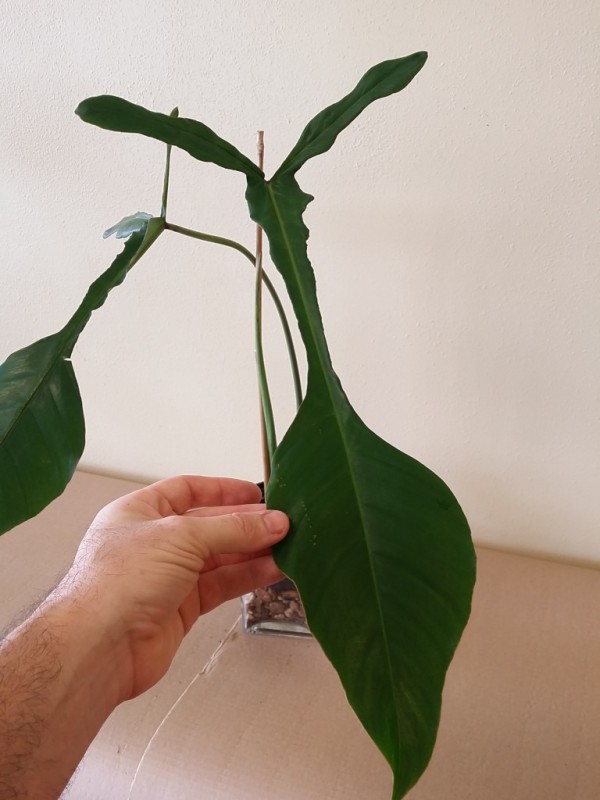 philodendron joepii
