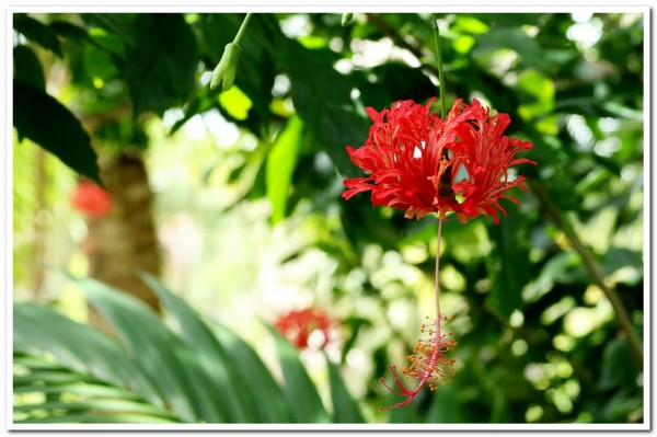 Hibiscus schizopetalus chinese red lantern