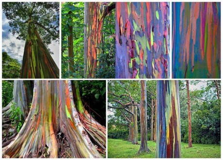 Rainbow Eucalyptus - Eucalyptus deglupta for sale buy