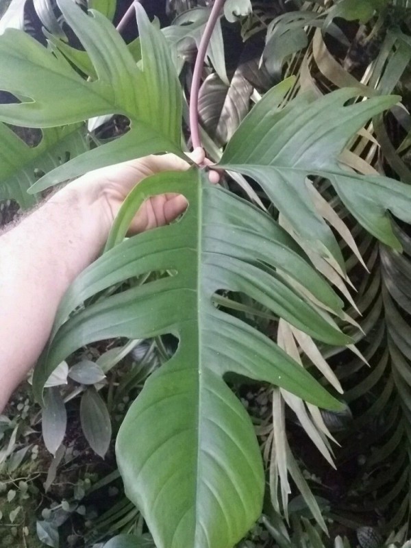 Philodendron squamiferum x pedatum