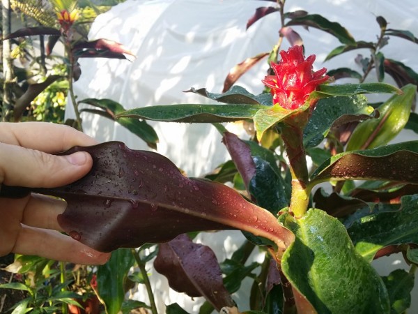 'Red Hybrid' Costus Ginger