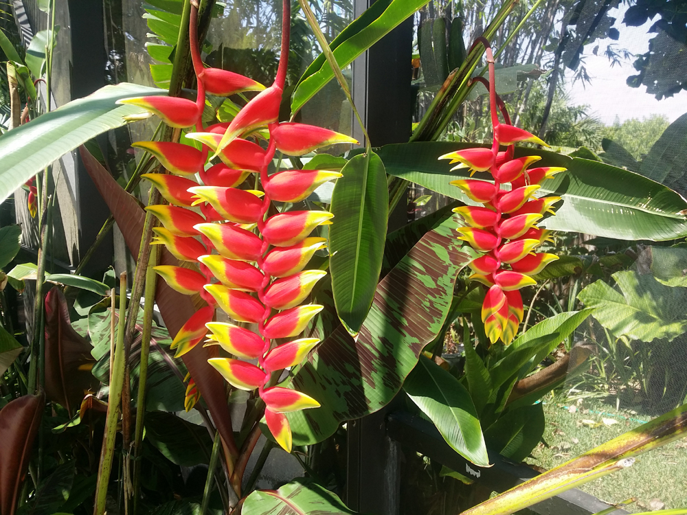 Heliconia rostrata blooming in Melbourne Beach FL