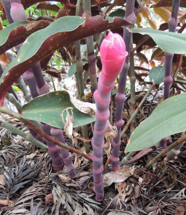 Costus vargasii 'Raspberry Yogurt'