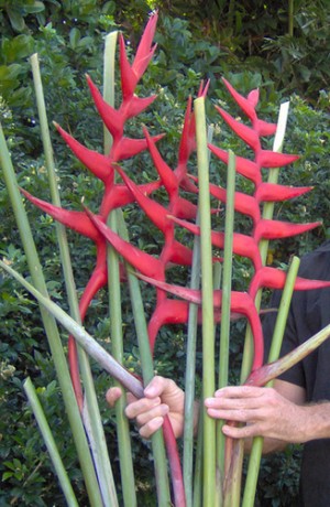 Heliconia 'Brazilian Bomber' aka 'Hot Rio Nites'