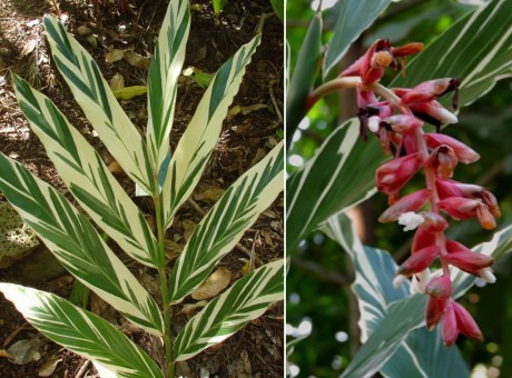 White Variegated Ginger - Alpinia vittata