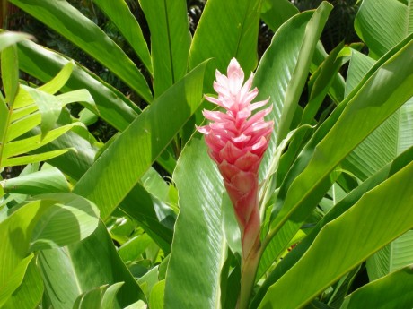 Alpinia Ginger