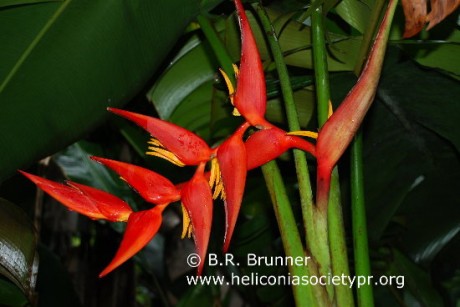 heliconia_latispatha_x_collinsiana_coral_surprise