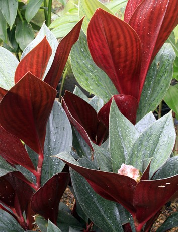 Costus vinosus - Red Wine Spiral Ginger