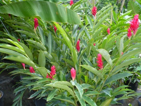 Red Ginger - Alpinia purpurata