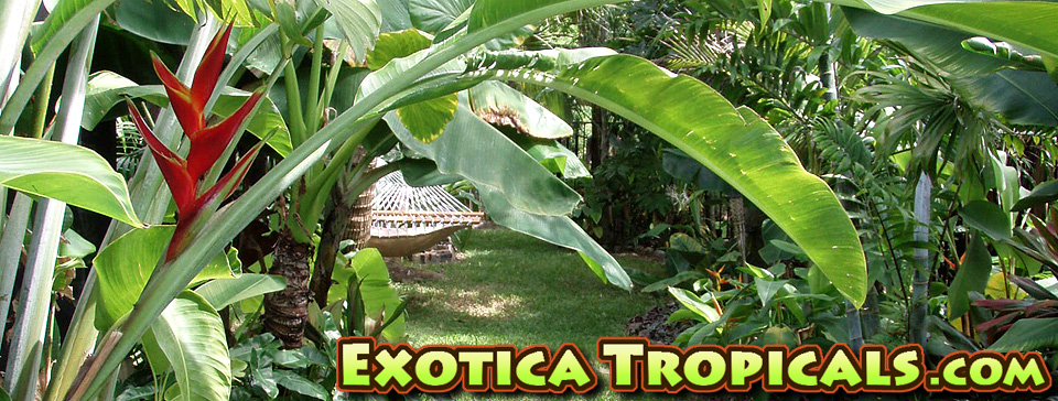 Exotica Tropicals